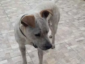 Cachorro raça Srs traços de Por Boul idade 7 a 11 meses nome Saheik