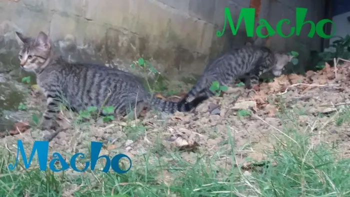 Gato raça Pêlo curto brasileiro  idade 2 a 6 meses nome Ainda não possuem no
