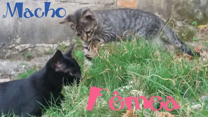 Gato raça Pêlo curto brasileiro  idade 2 a 6 meses nome Ainda não possuem no