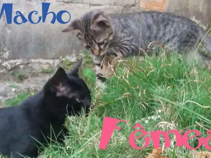 Gato raça Pêlo curto brasileiro  idade 2 a 6 meses nome Ainda não possuem no
