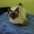 Nevasca
