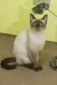 Nevasca