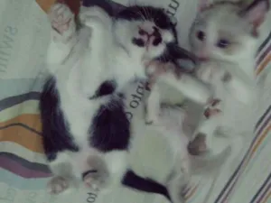 Gato raça Viralatas idade Abaixo de 2 meses nome Lili & Luna