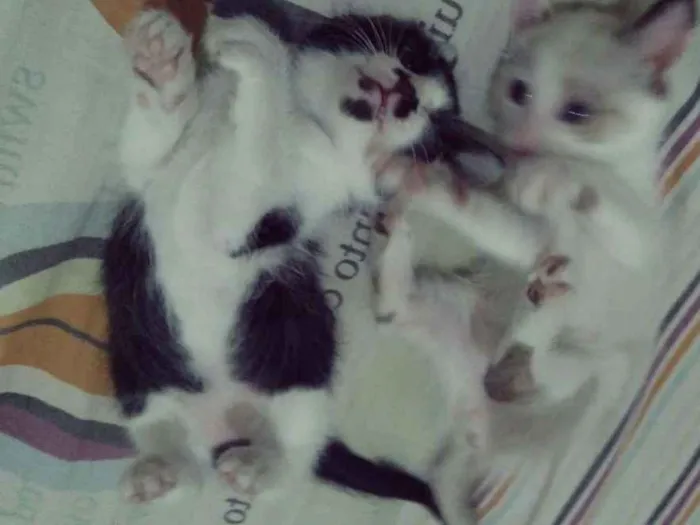 Gato ra a Viralatas idade Abaixo de 2 meses nome Lili & Luna