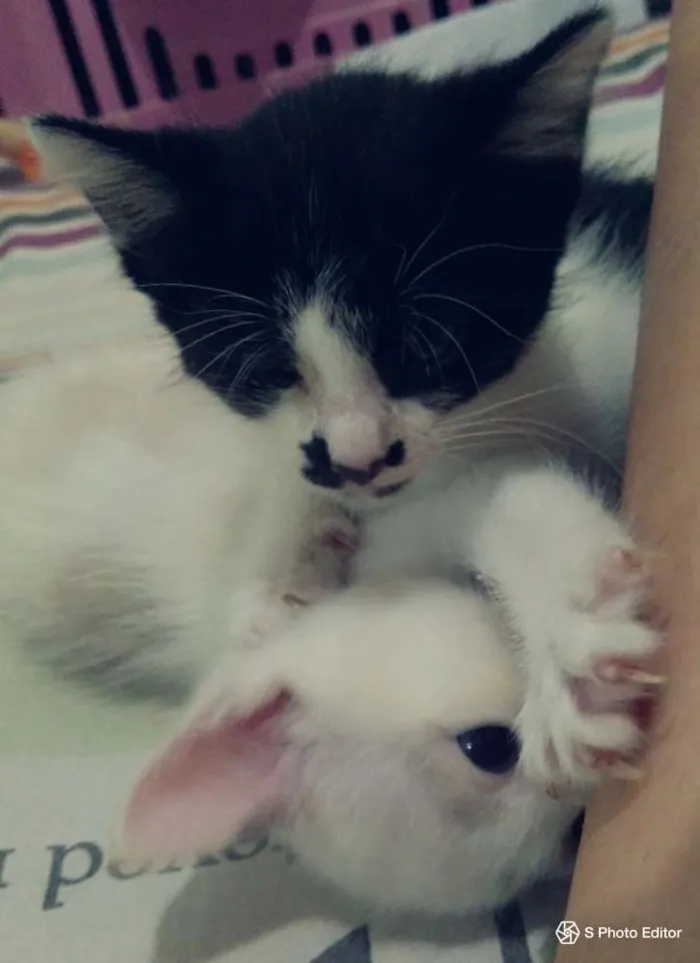 Gato ra a Viralatas idade Abaixo de 2 meses nome Lili & Luna