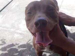 Cachorro raça Pitbull idade 2 anos nome Apollo