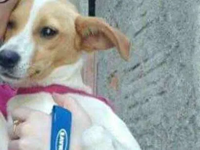 Cachorro ra a Vira lata idade 2 anos nome Chiquinha