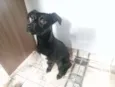 Tekila