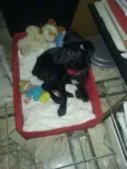 Tekila
