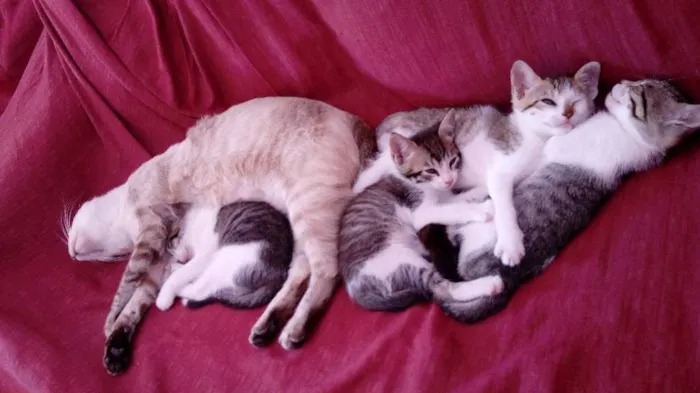 Gato raça  idade 2 a 6 meses nome Gatos