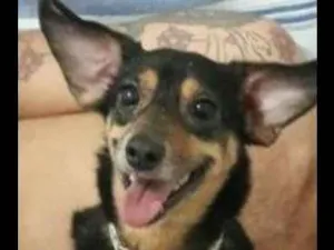 Cachorro raça Pincher  idade 4 anos nome Mari 