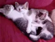 Gatos