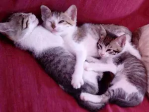 Gato raça  idade 2 a 6 meses nome Gatos