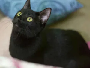 Gato raça SRD idade 2 a 6 meses nome Challa