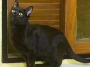 Gato raça SRD idade 2 a 6 meses nome Murcie