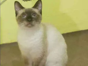 Gato raça SRD idade 7 a 11 meses nome Nevasca