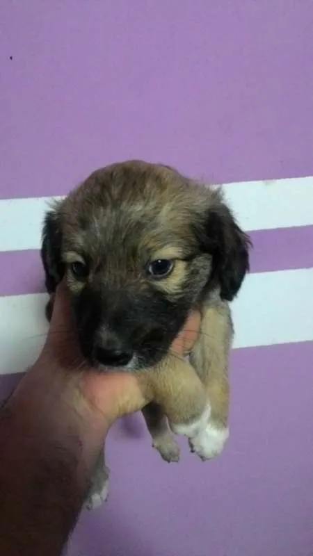 Cachorro ra a sem raça idade Abaixo de 2 meses nome urso