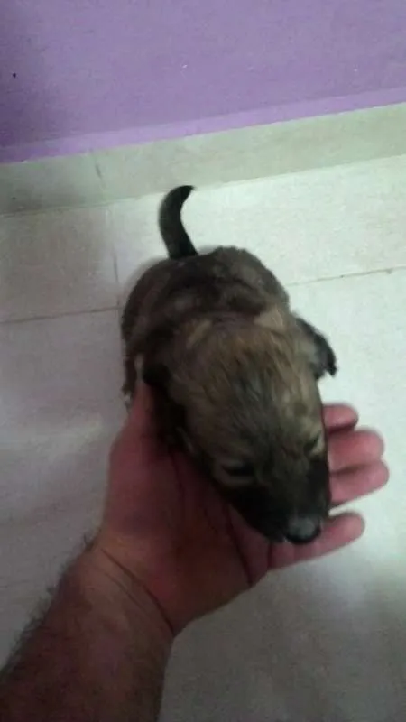 Cachorro ra a sem raça idade Abaixo de 2 meses nome urso