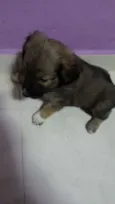 urso