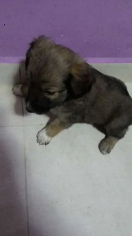 Cachorro ra a sem raça idade Abaixo de 2 meses nome urso