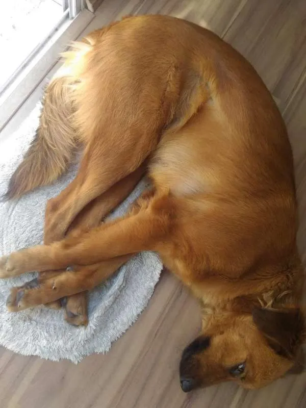Cachorro ra a VIRA-LATA idade 1 ano nome MEL
