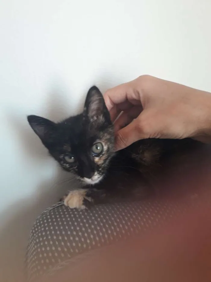 Gato ra a SRD idade 2 a 6 meses nome Olívia