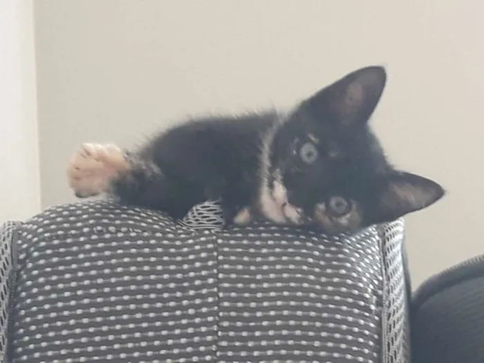 Gato ra a SRD idade 2 a 6 meses nome Olívia