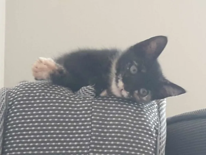 Gato ra a SRD idade 2 a 6 meses nome Olívia