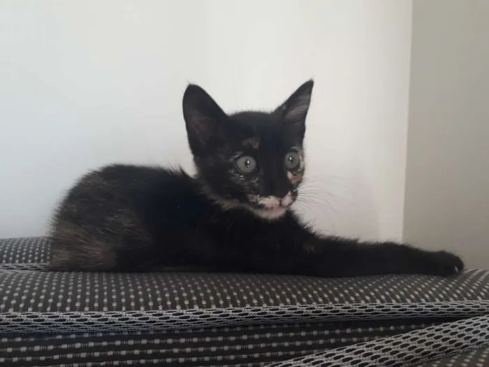 Gato ra a SRD idade 2 a 6 meses nome Olívia