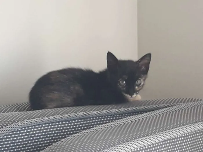 Gato ra a SRD idade 2 a 6 meses nome Olívia
