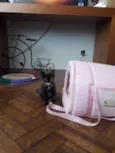 Olívia