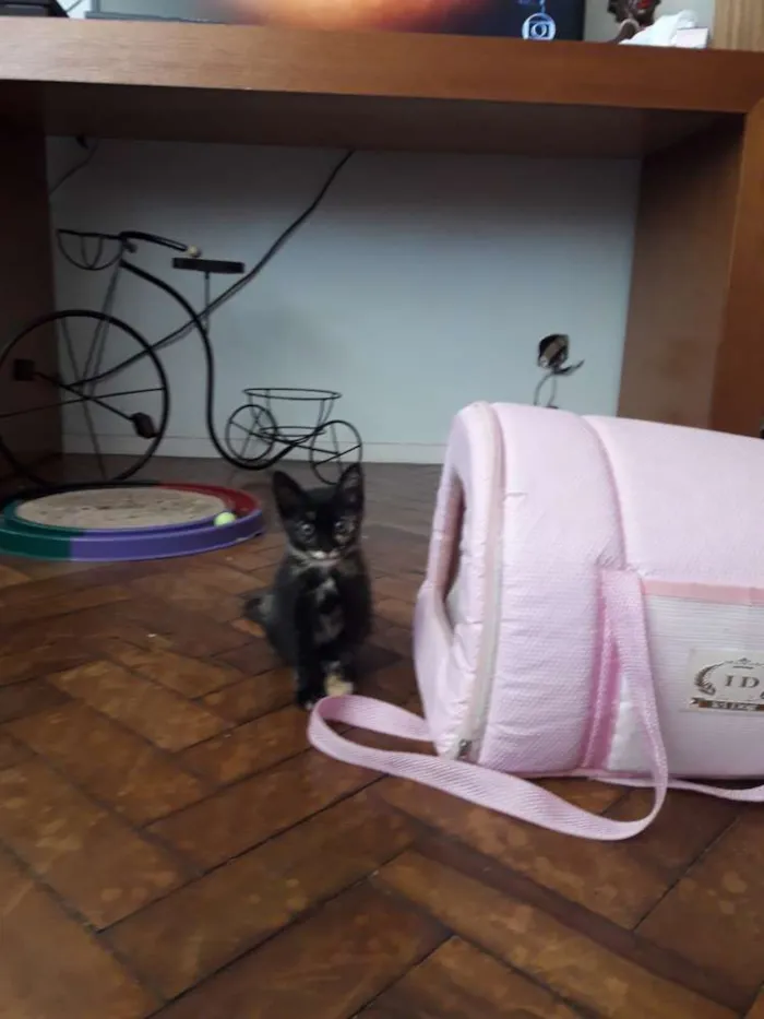 Gato ra a SRD idade 2 a 6 meses nome Olívia