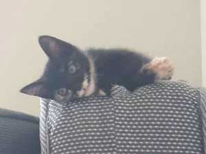 Gato raça SRD idade 2 a 6 meses nome Olívia