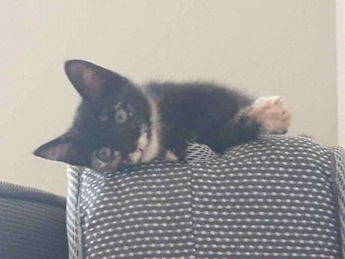 Gato ra a SRD idade 2 a 6 meses nome Olívia