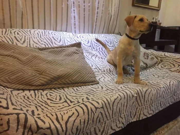 Cachorro raça Labrador idade 2 a 6 meses nome Simba