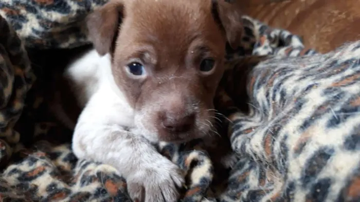 Cachorro ra a Vira lata  idade Abaixo de 2 meses nome Nenhum