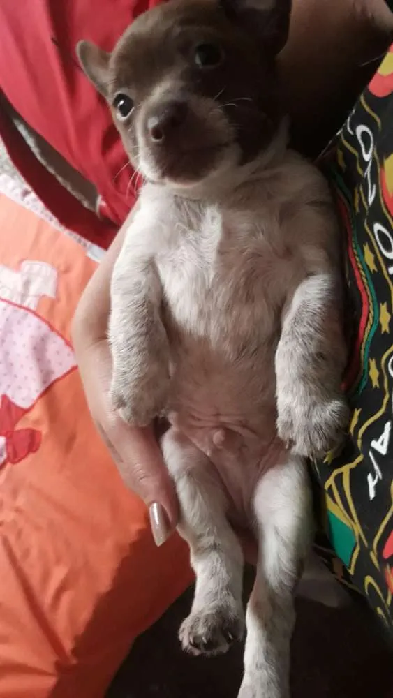 Cachorro ra a Vira lata  idade Abaixo de 2 meses nome Nenhum