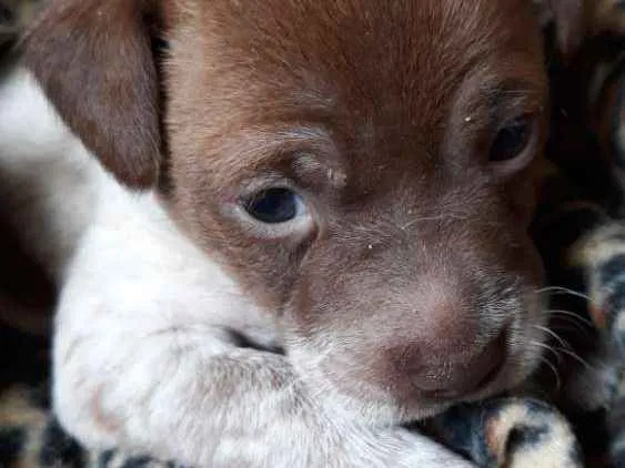 Cachorro ra a Vira lata  idade Abaixo de 2 meses nome Nenhum