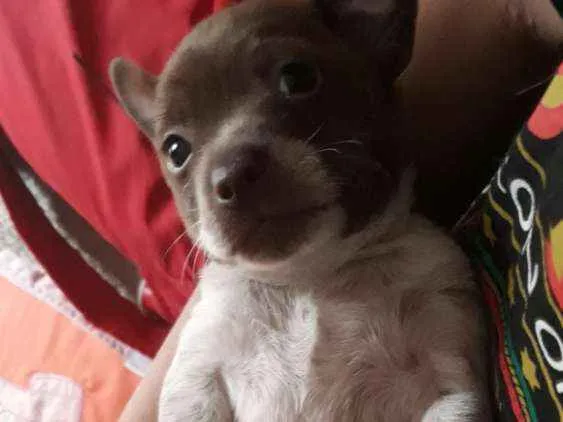 Cachorro ra a Vira lata  idade Abaixo de 2 meses nome Nenhum