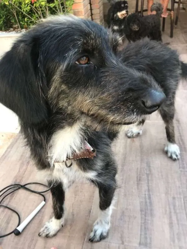 Cachorro raça mestiço idade 3 anos nome Herói