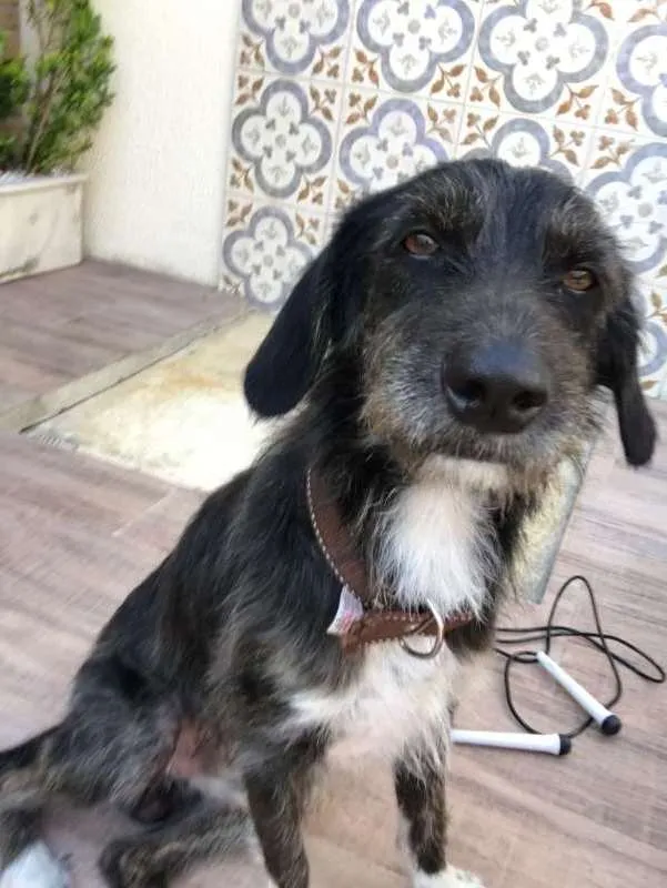 Cachorro raça mestiço idade 3 anos nome Herói