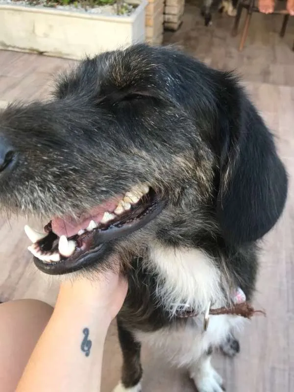 Cachorro raça mestiço idade 3 anos nome Herói