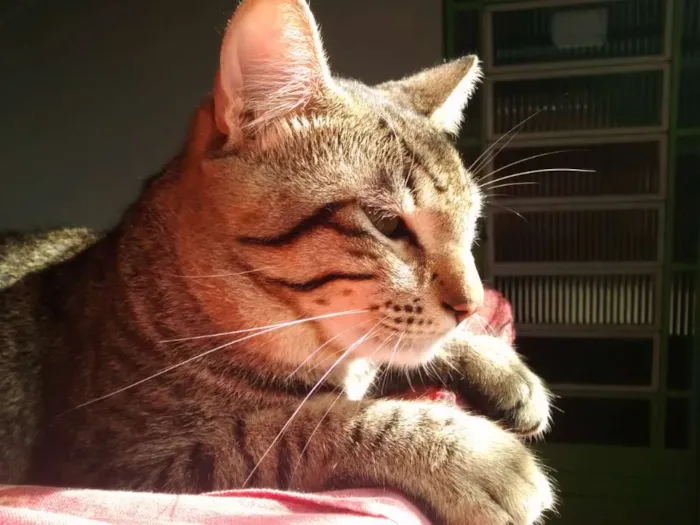 Gato ra a Vira-lata idade 1 ano nome Piter