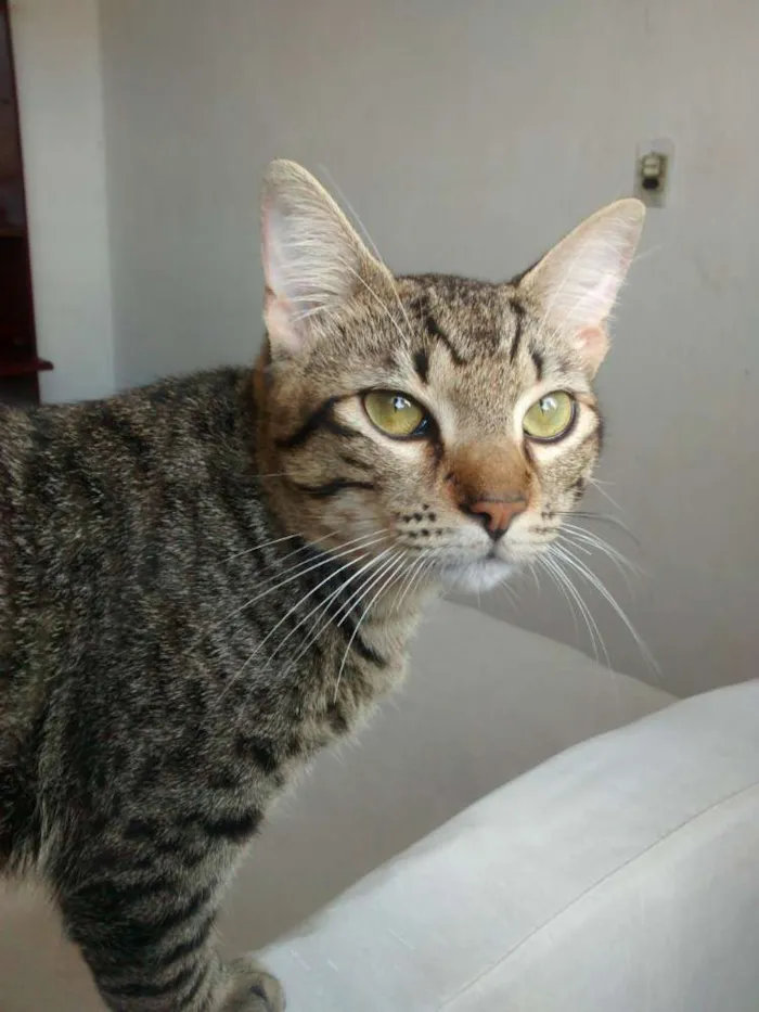 Gato ra a Vira-lata idade 1 ano nome Piter