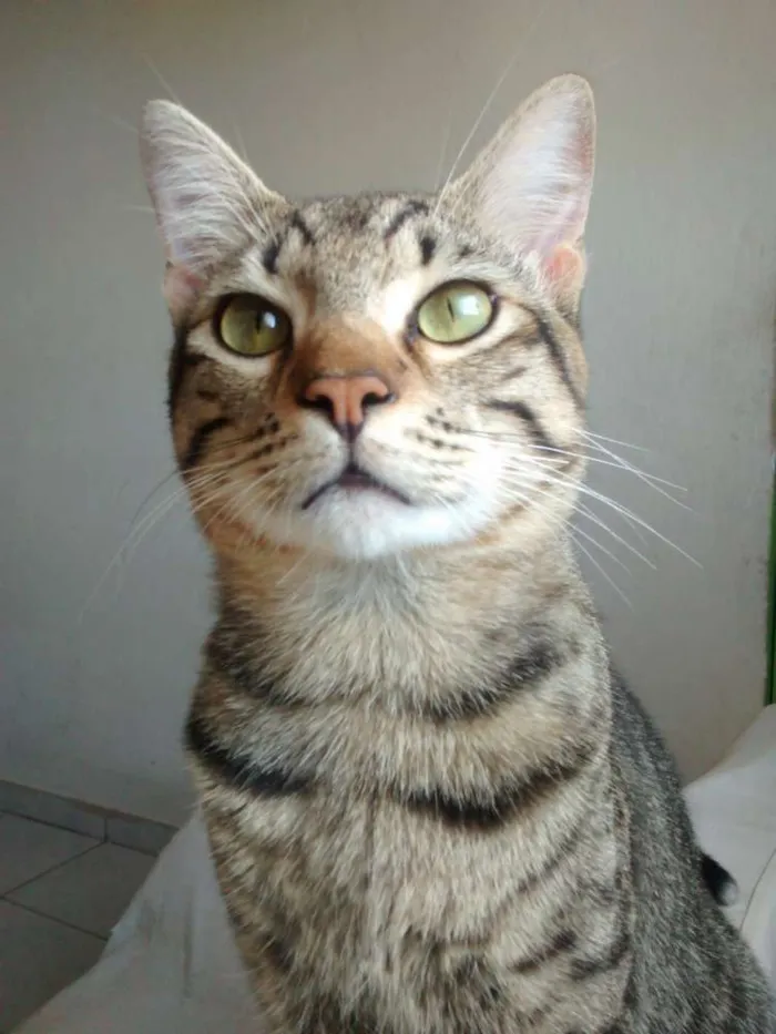 Gato ra a Vira-lata idade 1 ano nome Piter
