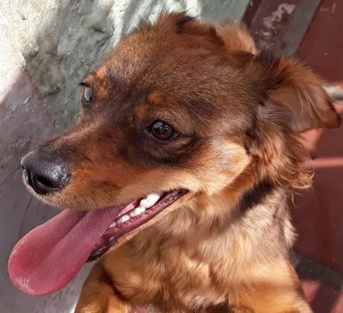 Cachorro ra a SDR idade 7 a 11 meses nome sem nome