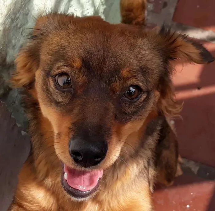 Cachorro ra a SDR idade 7 a 11 meses nome sem nome