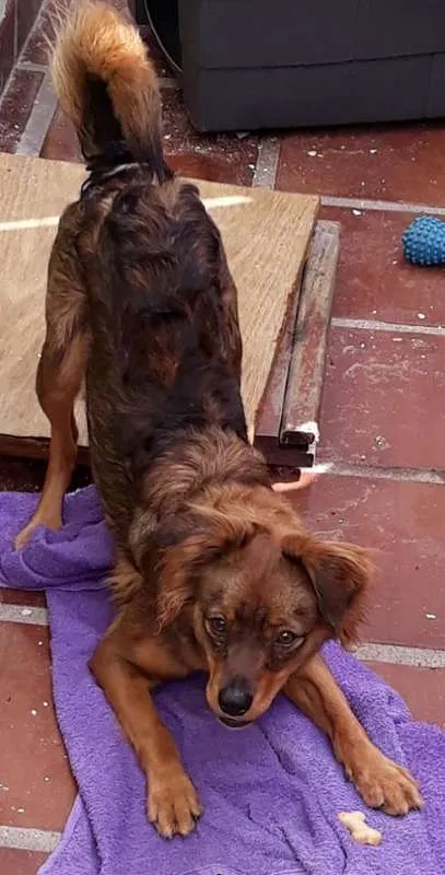 Cachorro ra a SDR idade 7 a 11 meses nome sem nome