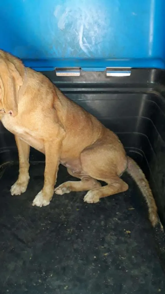 Cachorro ra a Vira lata  idade 4 anos nome Antena