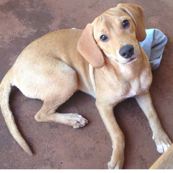 Cachorro ra a Vira lata  idade 4 anos nome Antena